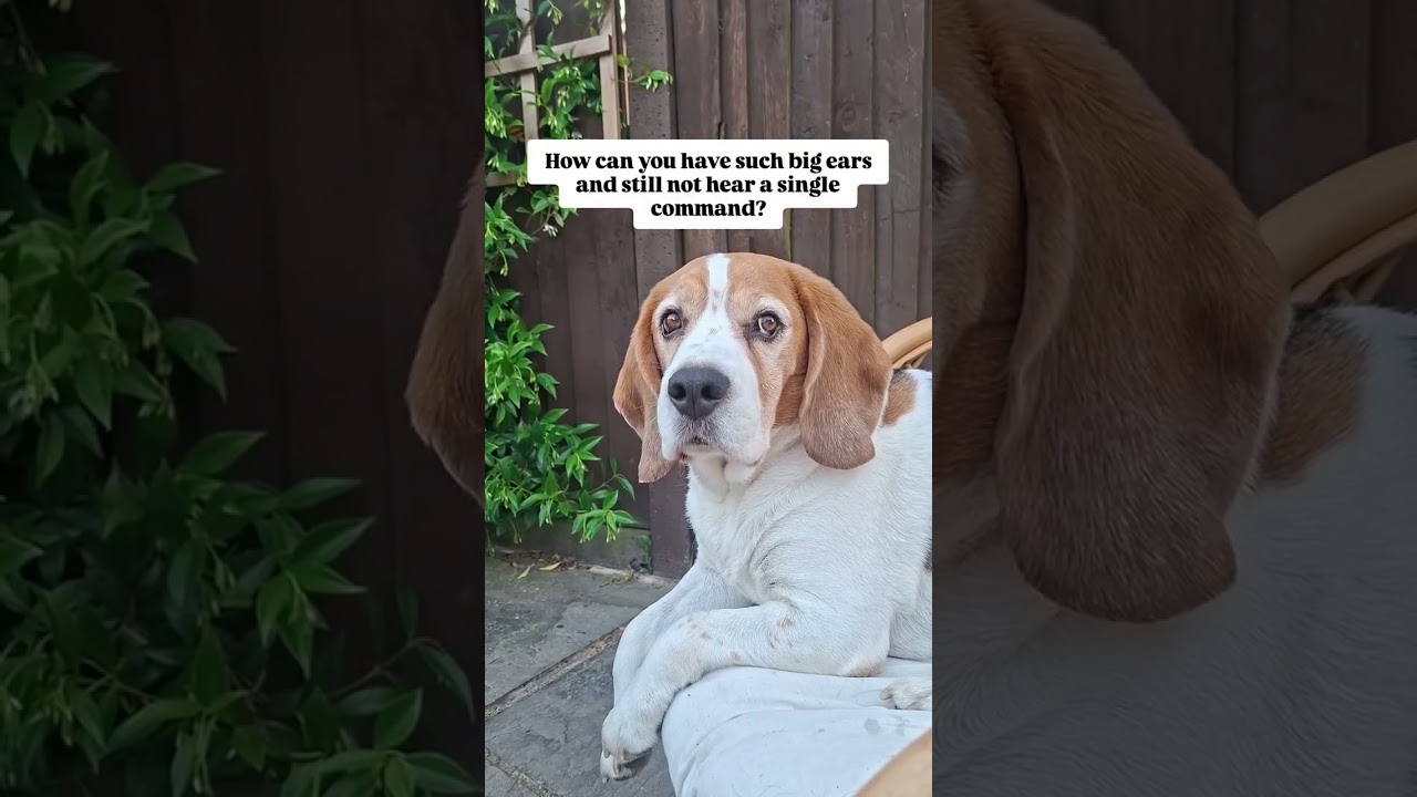 Sorry, my ears are just for decoration 😂🐶 #dog #dogs #beagle #beagles #funnydogs #cutedog