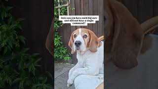 Sorry, my ears are just for decoration 😂🐶 #dog #dogs #beagle #beagles #funnydogs #cutedog