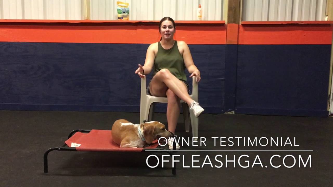 Owner Testimonial | Beagle Mix | Off Leash K9 Training, Georgia