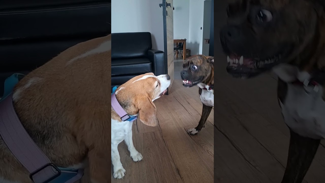 The funniest thing you’ll see today 😂🤣😂 #shorts #dogshorts #funnydogs #beagle #boxerdog #viralshorts