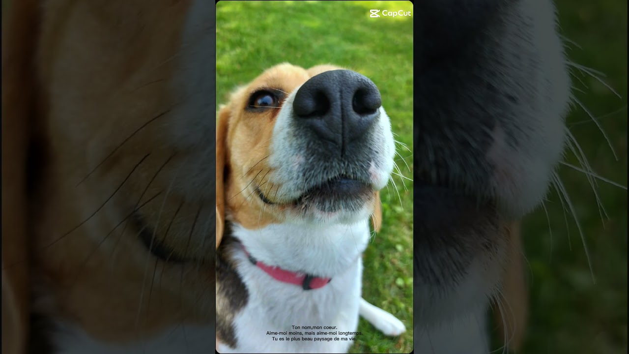 #beagle #viral #fyp #mydog #capcut #shorts