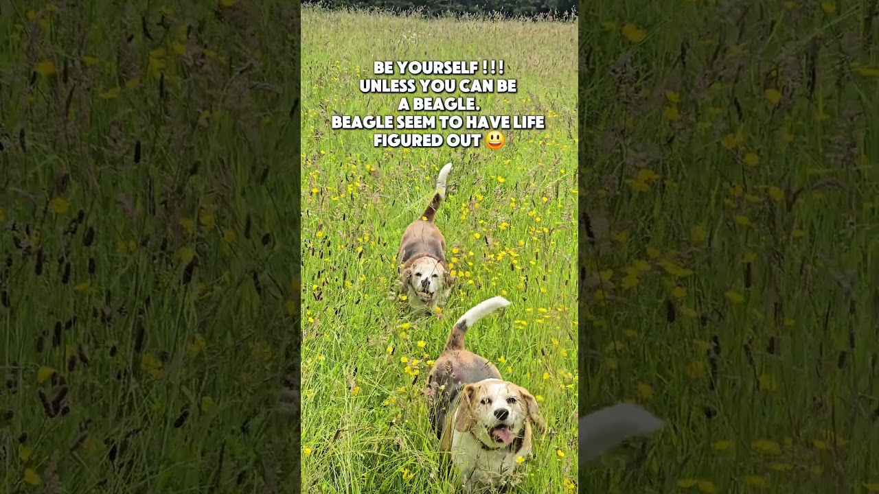 Be a beagle #beaglelife #beagle #lifeadvice #funnymemes #doggielife