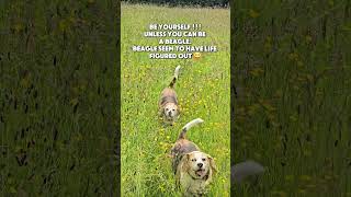 Be a beagle #beaglelife #beagle #lifeadvice #funnymemes #doggielife