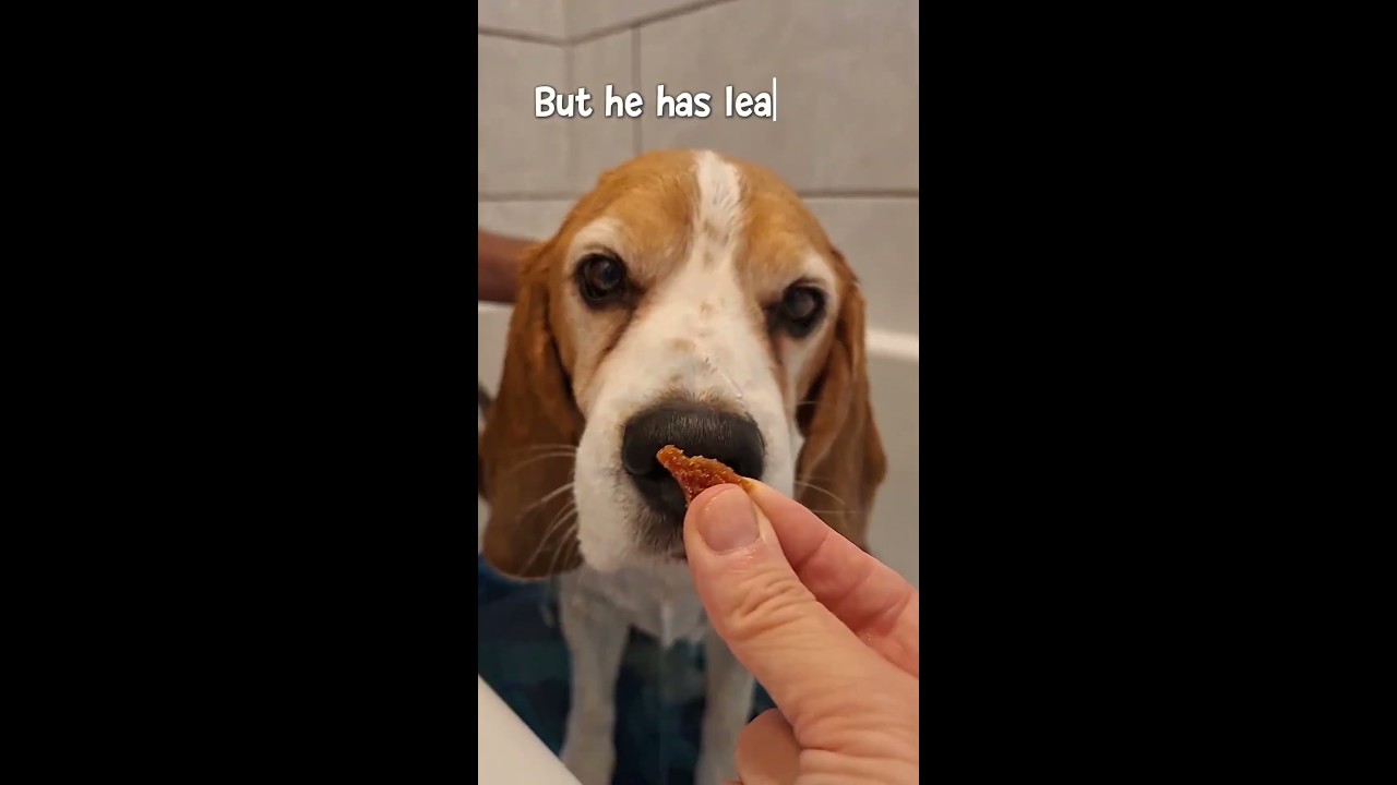 Throwback to Basil’s very first bath vs 8 years later… 😂🛁 #dog #dogs #funnydogs #beagle #beaglepuppy