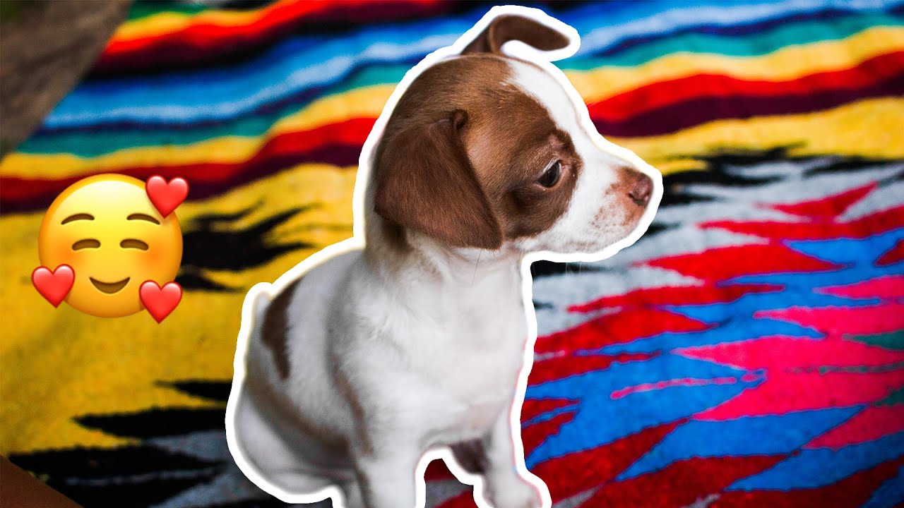 The Most Adorable Beagle Puppies 2020!Cute and Funny puppy videos!
