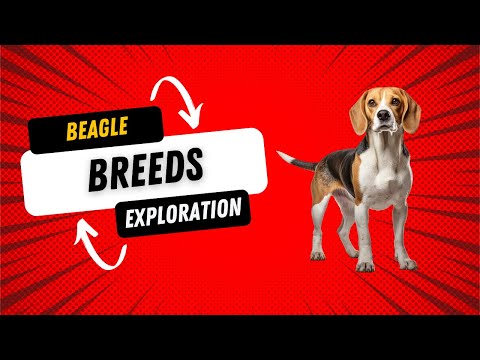 Beagle Breeds - Understanding Different Beagles and What to Expect