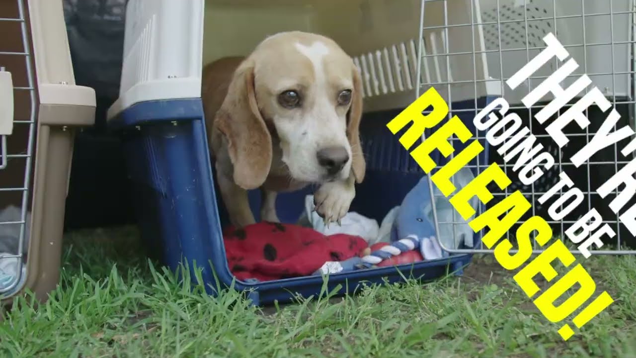 Ridglan Release | Beagle Freedom Project