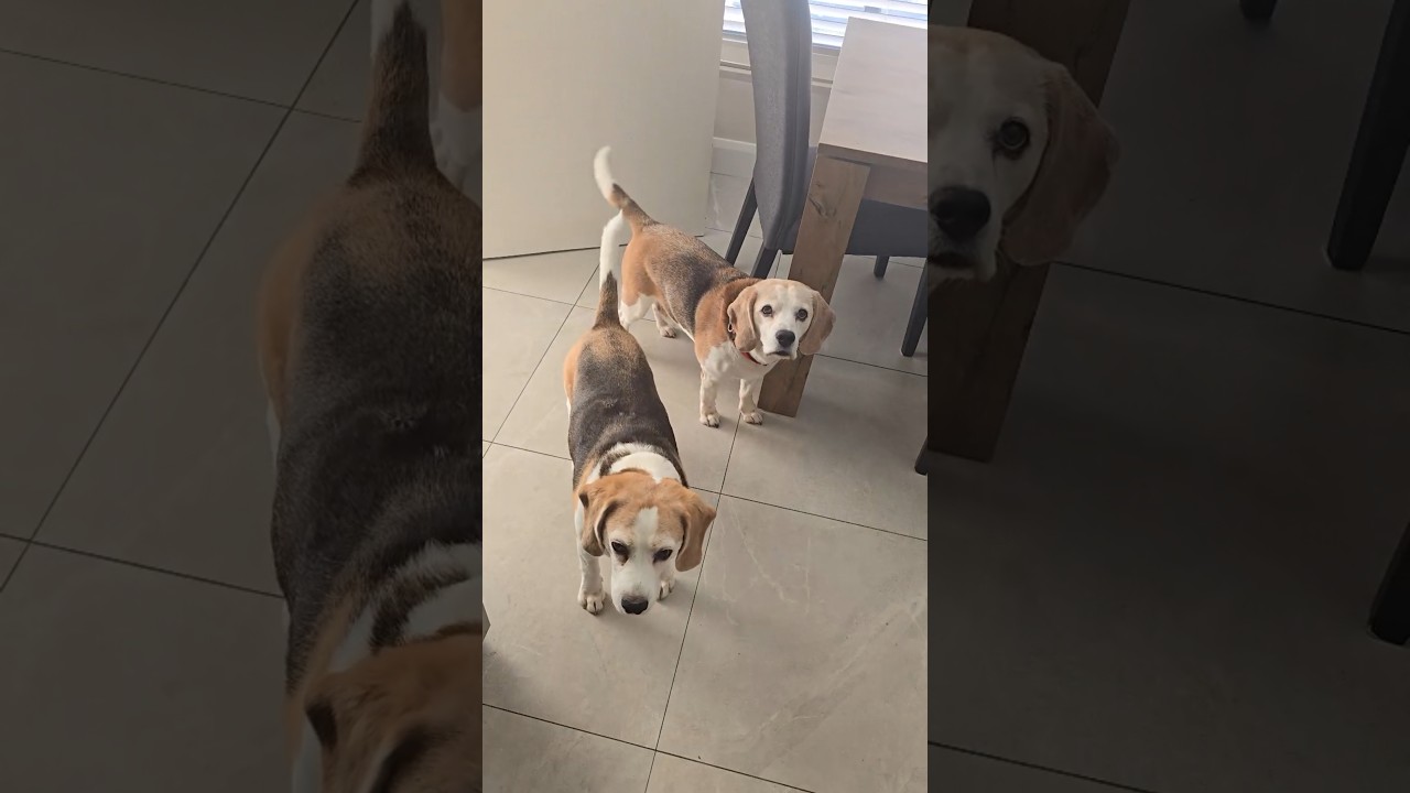POV: Call your beagle without calling your beagle😄 #dogs #funnydogs #beagle