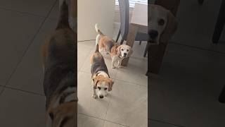 POV: Call your beagle without calling your beagle😄 #dogs #funnydogs #beagle