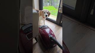 Teamwork makes the dream work😃🥰🥰 #dogproblems #beagle #beagles #doglife #cutedog #doggo #beaglelife
