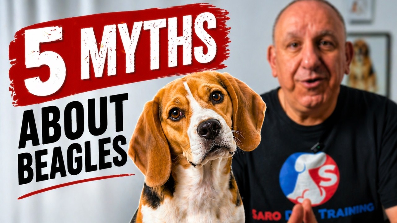 5 Myths About Beagle Training That Are Totally Wrong