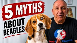5 Myths About Beagle Training That Are Totally Wrong