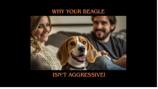 Why Your Beagle Is Not Aggressive
