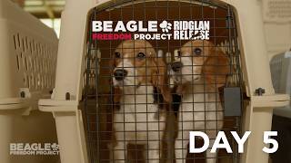 RIDGLAN RELEASE: Day 5 | Beagle Freedom Project 🐶❤️