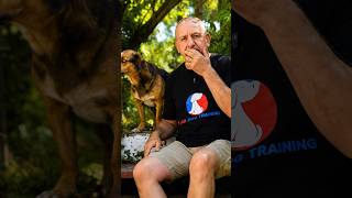 The secret to a better dog relationship #dogtraining #playandpraise #doglove