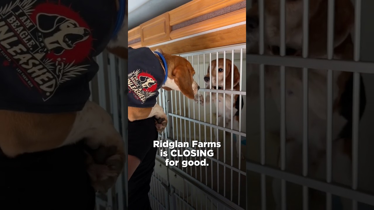 WE DID IT! Ridglan Farms will soon be closing its doors for good. 🐶🎉