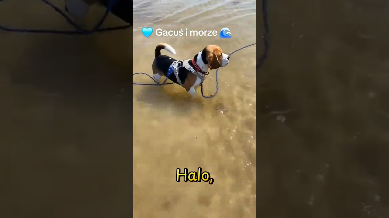 Beagle i morze