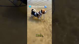 Beagle i morze