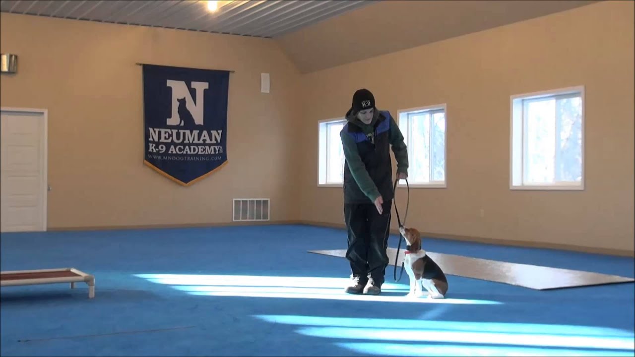 Maggie (Beagle) Dog Training Video Minneapolis