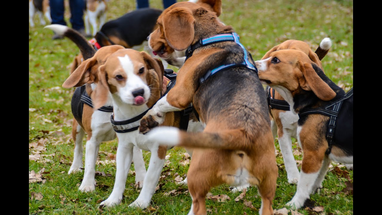 30 Happy Beagle Dogs Having An Epic Party