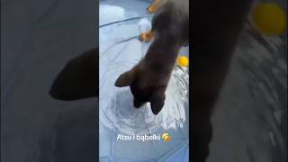 Shiba i bąbelki