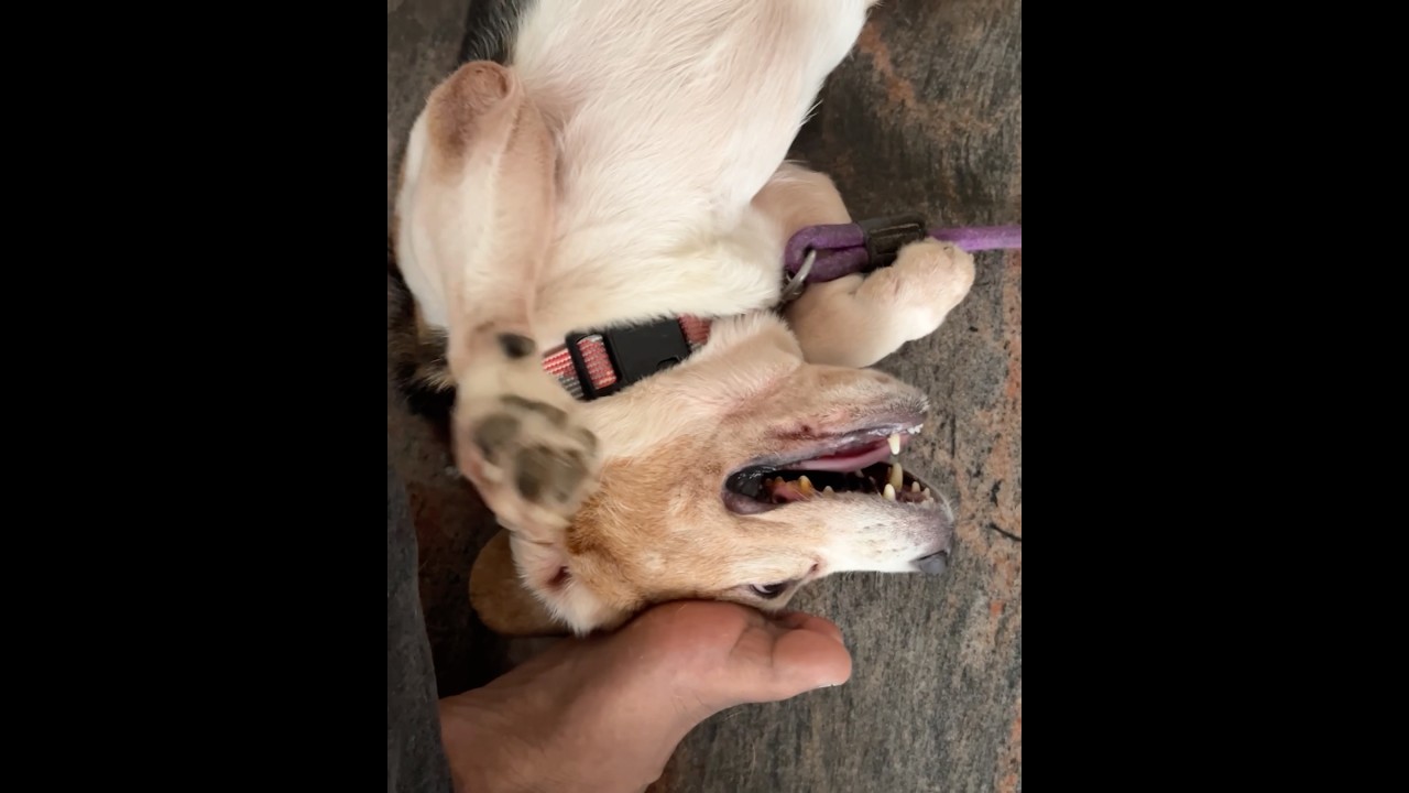 Beagle Puppy Getting Some Love Scratches ❤️😊🐶 # #beagle #pets #puppy #dog