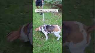 Just checking my peemails 🐾😂#beagle #funnydogs #dogsofinstagram #dogs #doglife #funnydog #beagleclub