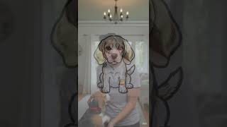 My life #pets #cute #funny #puppy #love #innovation #dailyvlog #beagle #goldenretriever #yt #cutedog