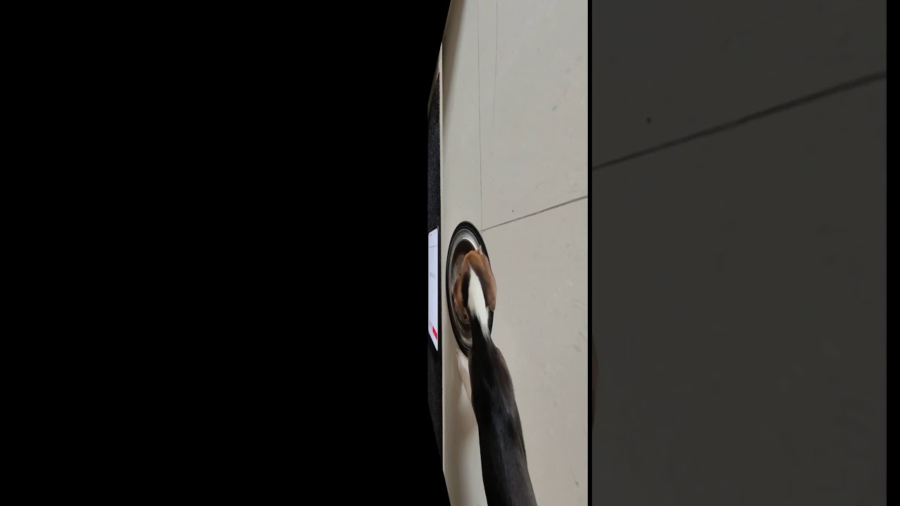 Rubiee Food Time | Beagle puppy finish food in seconds