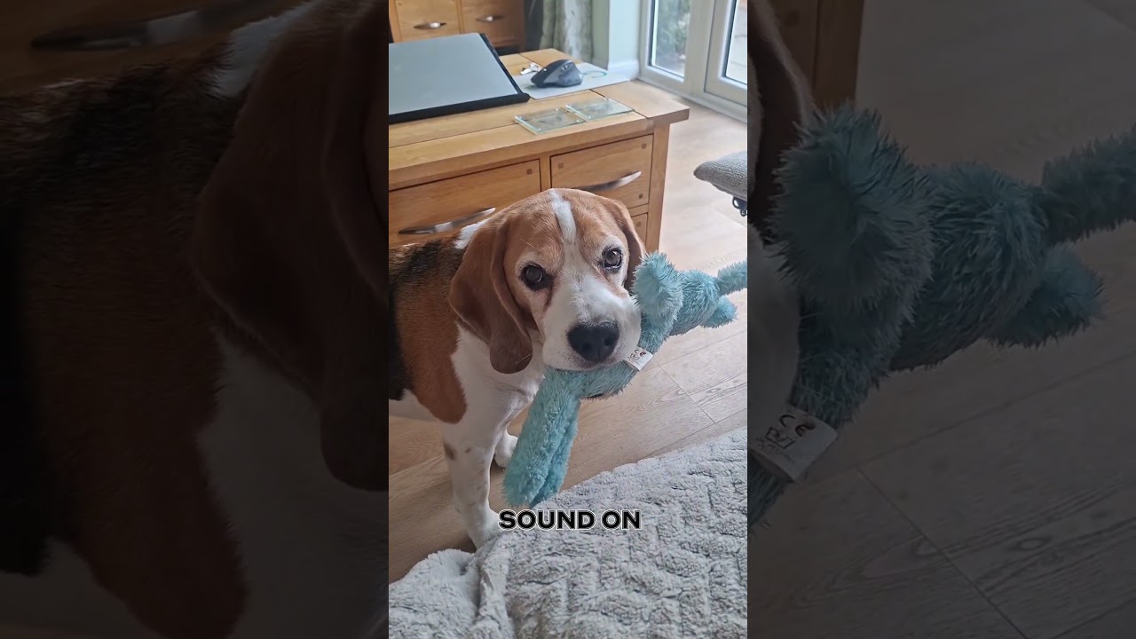 He doesn't bark. He just whines, wags his tail, and melts my heart until I give in  😂🤣😂 #beagle #dog