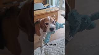 He doesn't bark. He just whines, wags his tail, and melts my heart until I give in  😂🤣😂 #beagle #dog