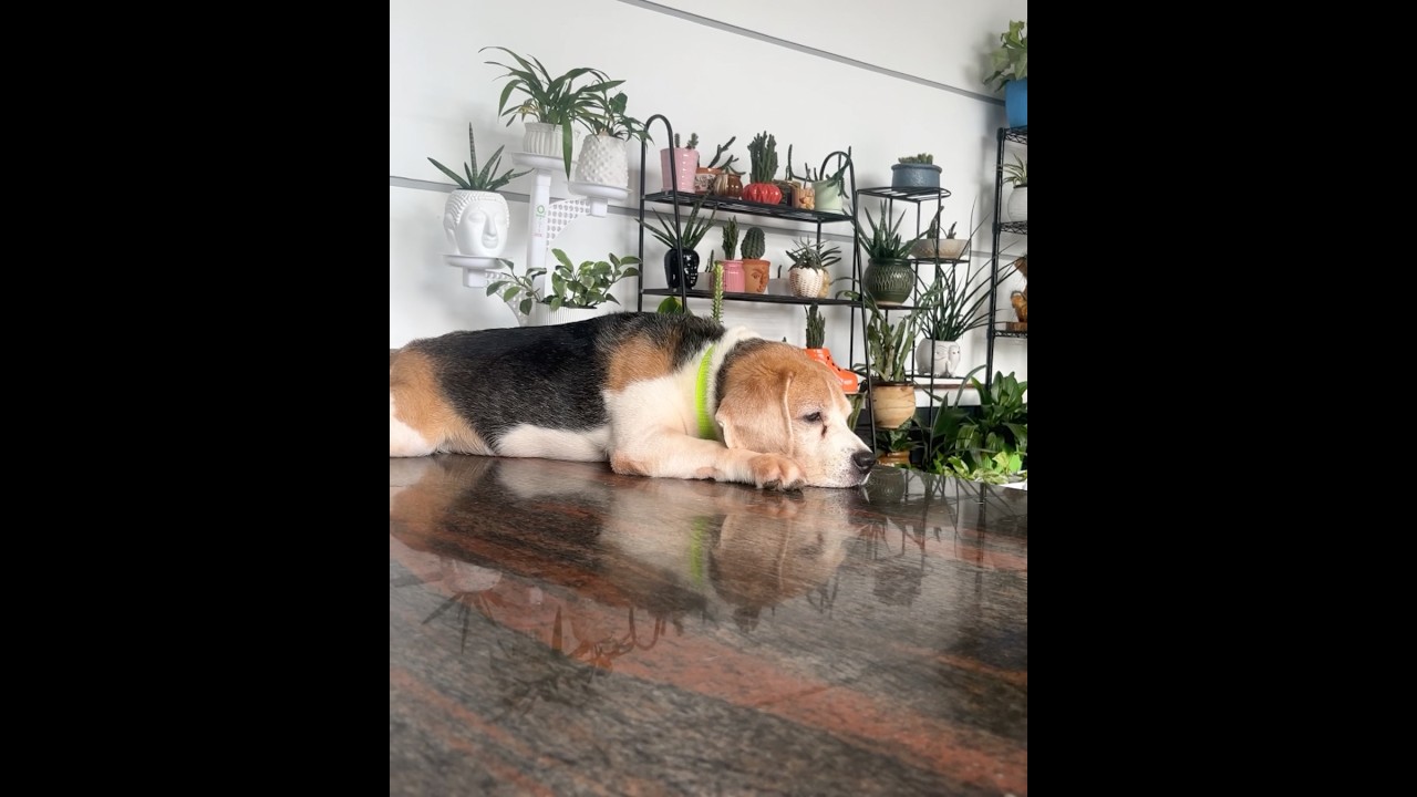 When your Beagle puppy is on full guard duty 🐶👀 #Puppy⁠ ⁠#Beagle⁠ ⁠#PuppyLove⁠ ⁠#CuteDog⁠ ⁠