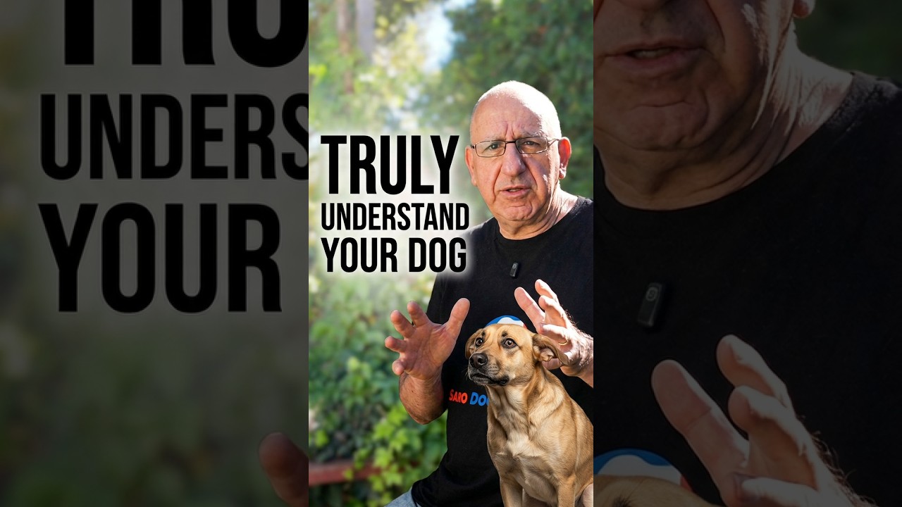 I completely Understand You and Your Dog.