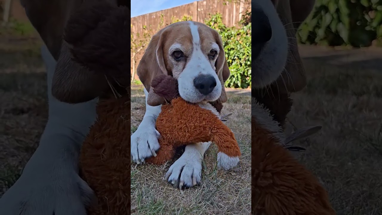 He brings me the toy, then won’t let me touch it 😂 #dog #dogs #funnydogs #doglife #beagle #beagles