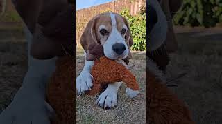 He brings me the toy, then won’t let me touch it 😂 #dog #dogs #funnydogs #doglife #beagle #beagles