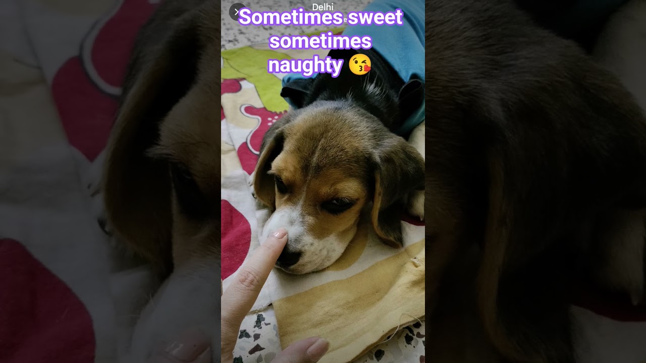 #naughty #sweet #memories #shorts #shortsfeed #funny #cute #beagle #dogs #puppy #love #pets #love