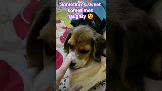 #naughty #sweet #memories #shorts #shortsfeed #funny #cute #beagle #dogs #puppy #love #pets #love