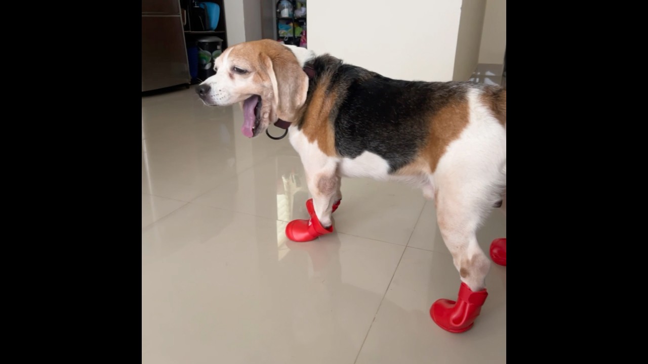 Beagle Puppy With His New Pair Of Shoes 🥾😊🐶. #beagle #pets #dogshorts #dogs #funnyshorts