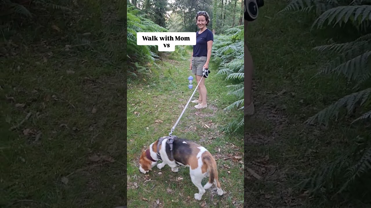 Walk with Mom vs walk with Dad 😂🤣 #funnyshorts #dog #dogmom  #dogdad #funnydogs #beagle #beaglelife