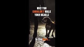 Why Walking Your Dog After 4 PM Could Be Causing A