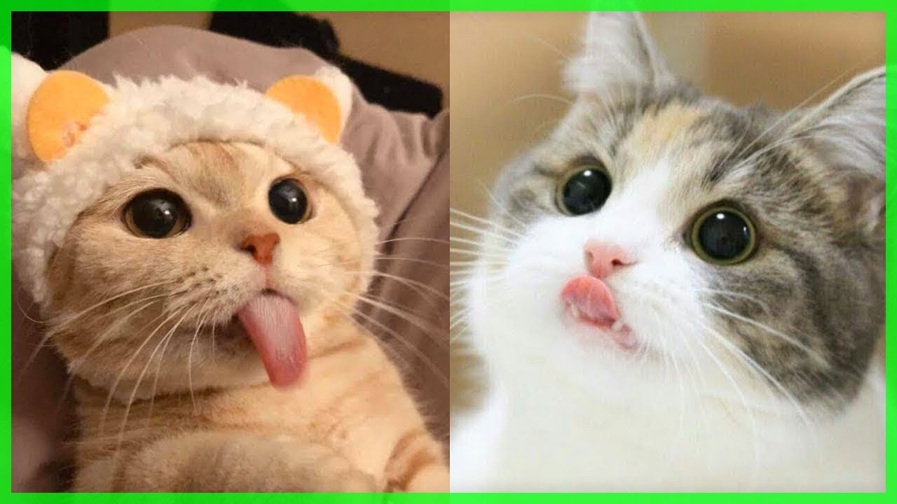 Cute and Funny Pets Puppies & Kittens Videos to Keep You Smiling 💗