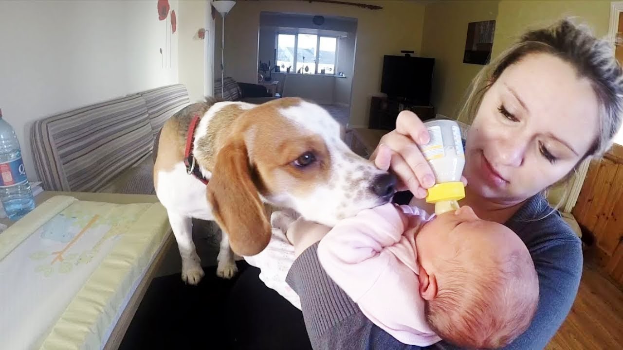 Dogs are family:Babysitting dog never had to be taught how to love baby