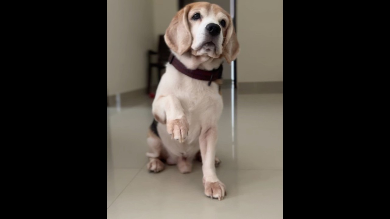 Beagle Puppy Needs Some Treats ☺️🐶 # #beagle #puppy #dog #treat