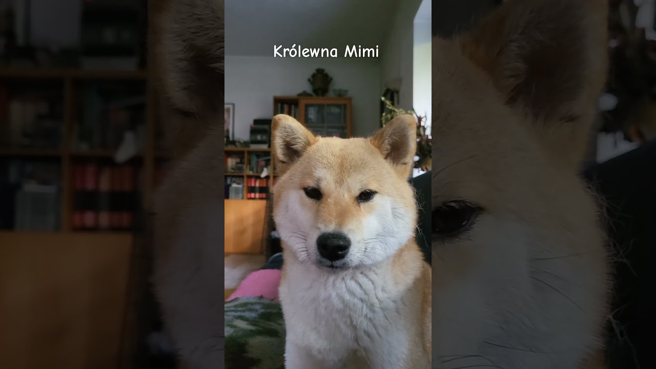 Shiba inu Mimi