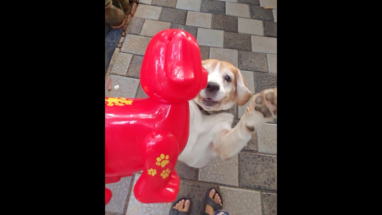 Beagle Puppy With His New Puppy Toy 🧸😊🐶 #beagle #puppy #dog