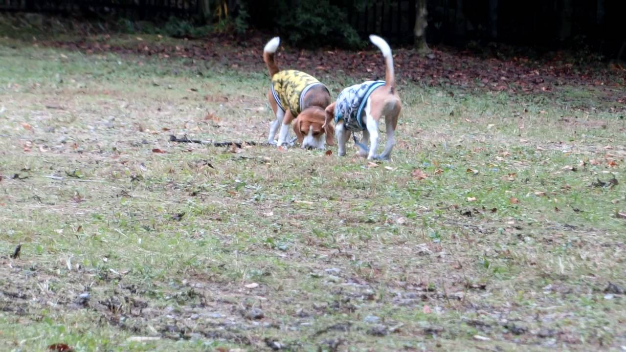 A Beagle training his brother beagle. 「お兄ちゃん，一緒に走るで～！」