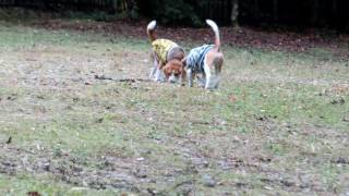 A Beagle training his brother beagle. 「お兄ちゃん，一緒に走るで～！」
