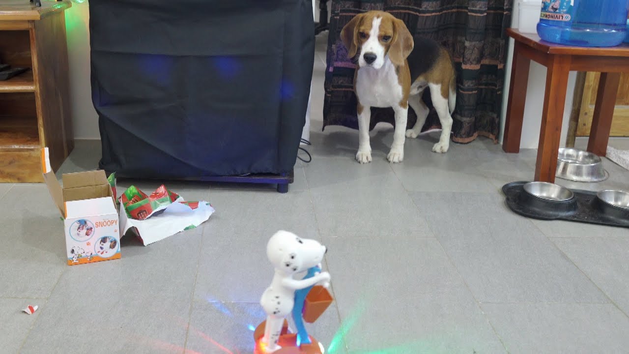 🐶 Beagle Dog Opening and Playing With Christmas Gifts 🎄