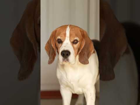 Hi, I'm Basil 🐾 Subscribe for more cute and funny content 🥰❤️🐾 #dog #dogs #beagle #beagles #cutedog