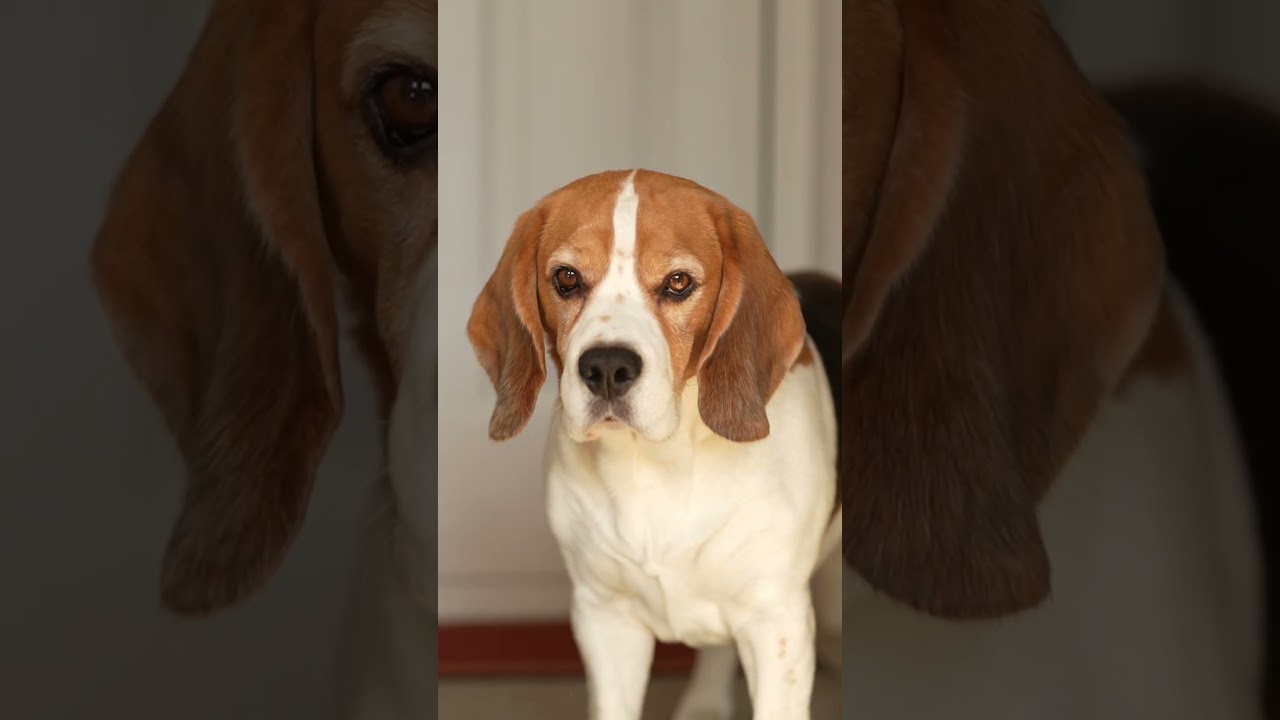 Hi, I'm Basil 🐾 Subscribe for more cute and funny content 🥰❤️🐾 #dog #dogs #beagle #beagles #cutedog